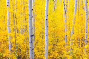 Aspen forest-1775 2